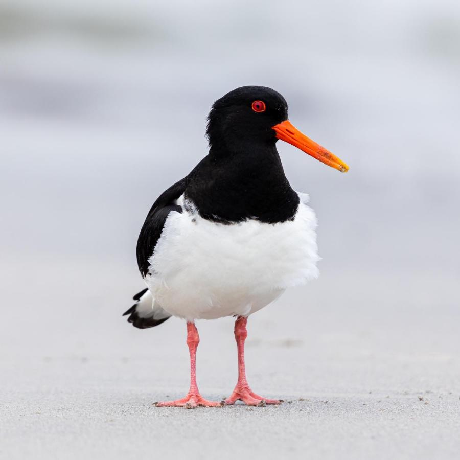 The Oystercatcher At The Bay, Filey Buitenkant foto